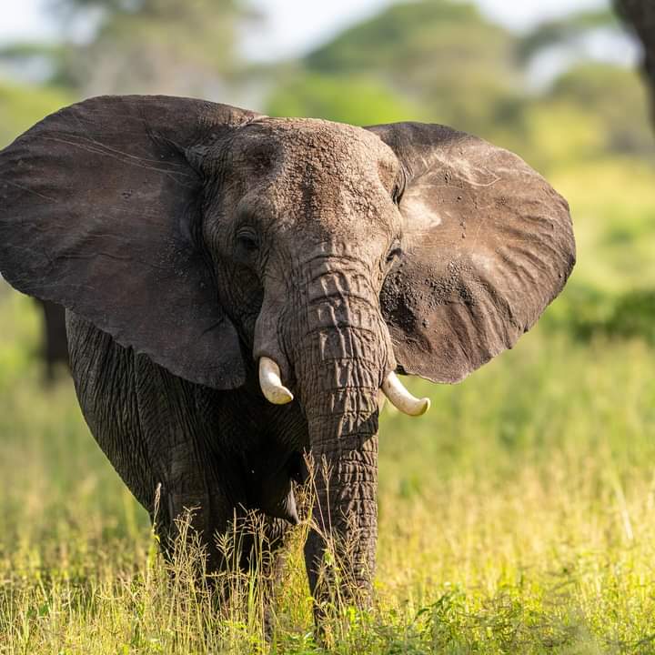 Elephant in Tarangire